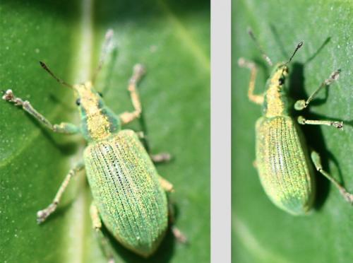 Polydrusus planifrons